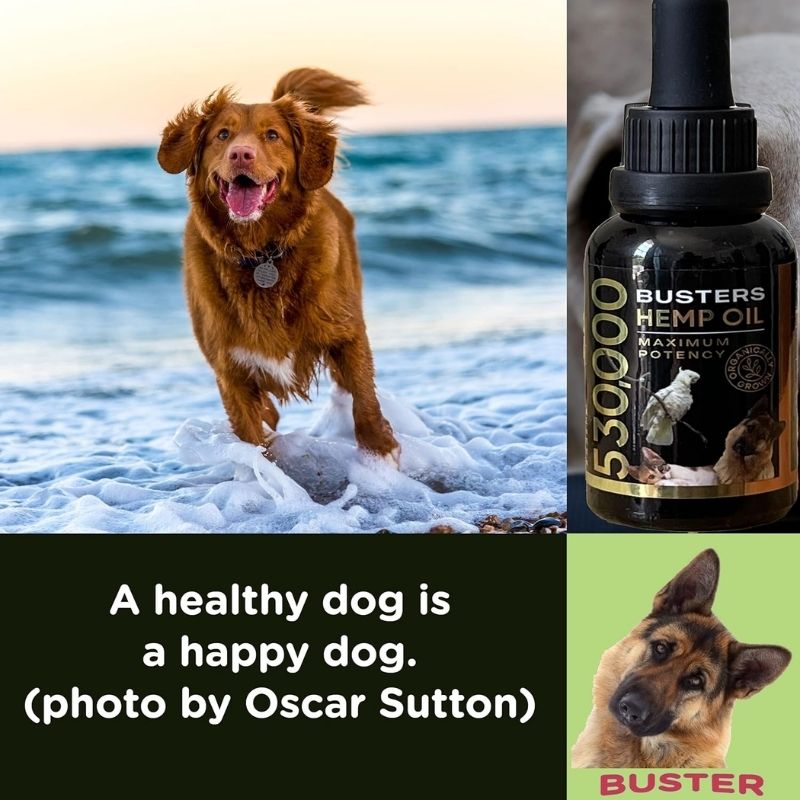 Buster’s Organic Hemp Oil 530,000 2month Supply for Dogs & Cats – Max Potency – Made in USA – Omega Rich 3, 6 & 9 – Hip & Joint Health, Natural Relief for Pain, Separation Anxiety